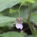 Impatiens hypophylla microhypophylla - Photo (c) 空猫 T. N, some rights reserved (CC BY-NC), uploaded by 空猫 T. N