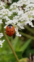 Coccinella septempunctata