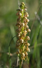 Orchis anthropophora