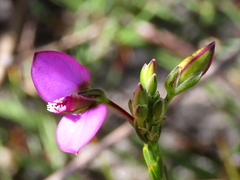 Polygala recognita