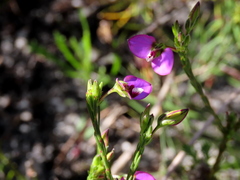 Polygala recognita