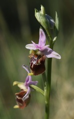 Ophrys fuciflora apulica