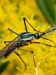 Toxorhynchites rutilus septentrionalis