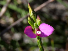 Polygala recognita