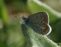 Polyommatus thersites