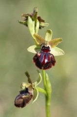 Ophrys sphegodes passionis