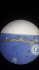 Cyperus lancastriensis