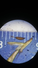 Cyperus lancastriensis