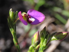 Polygala recognita