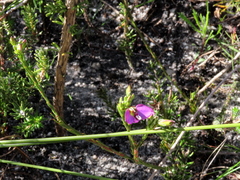 Polygala recognita