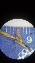 Cyperus lancastriensis