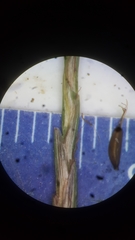 Cyperus lancastriensis