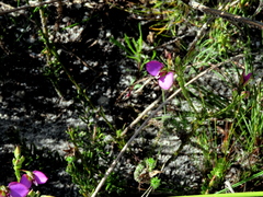 Polygala recognita