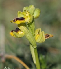 Ophrys lutea phryganae