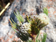 Serruria glomerata × villosa
