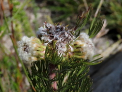 Serruria glomerata × villosa
