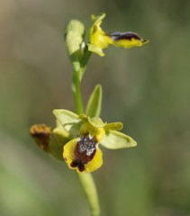 Ophrys lutea phryganae