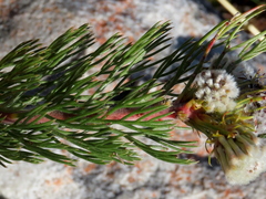 Serruria glomerata × villosa