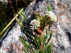 Serruria glomerata × villosa