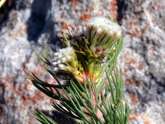 Serruria glomerata × villosa