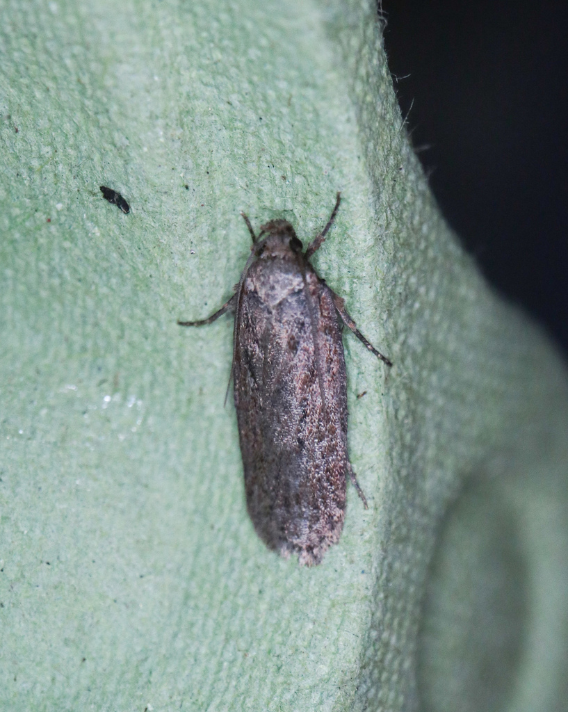 Brown Flat-body