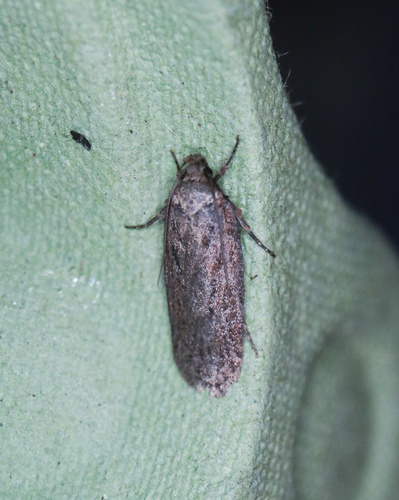 Brown Flat-body