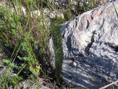 Serruria glomerata × villosa