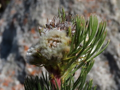 Serruria glomerata × villosa