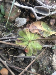 Drosera pauciflora