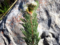 Serruria glomerata × villosa