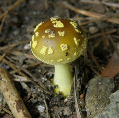 Amanita flavivolva