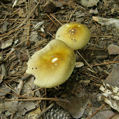 Amanita flavivolva