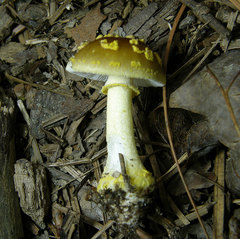 Amanita flavivolva
