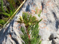 Serruria glomerata × villosa