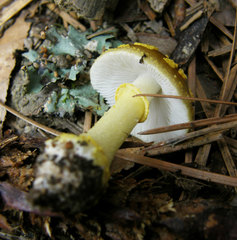 Amanita flavivolva
