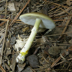 Amanita flavivolva