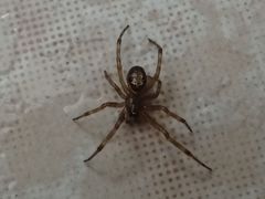 Steatoda nobilis