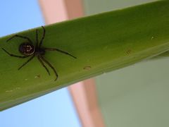 Steatoda nobilis