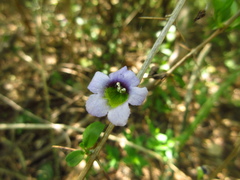 Basistemon spinosus