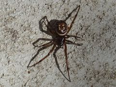 Steatoda nobilis