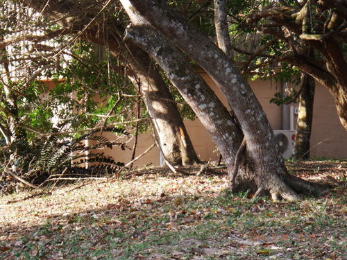 Red Bush Squirrel (Paraxerus palliatus)