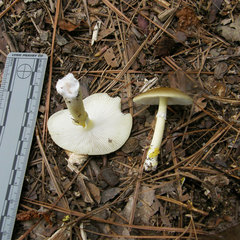 Amanita flavivolva