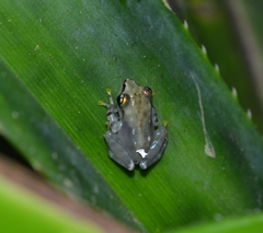 Guibemantis