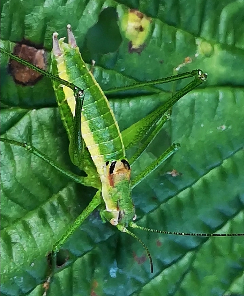 Balkan Speckled Bush-cricket