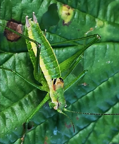 Balkan Speckled Bush-cricket