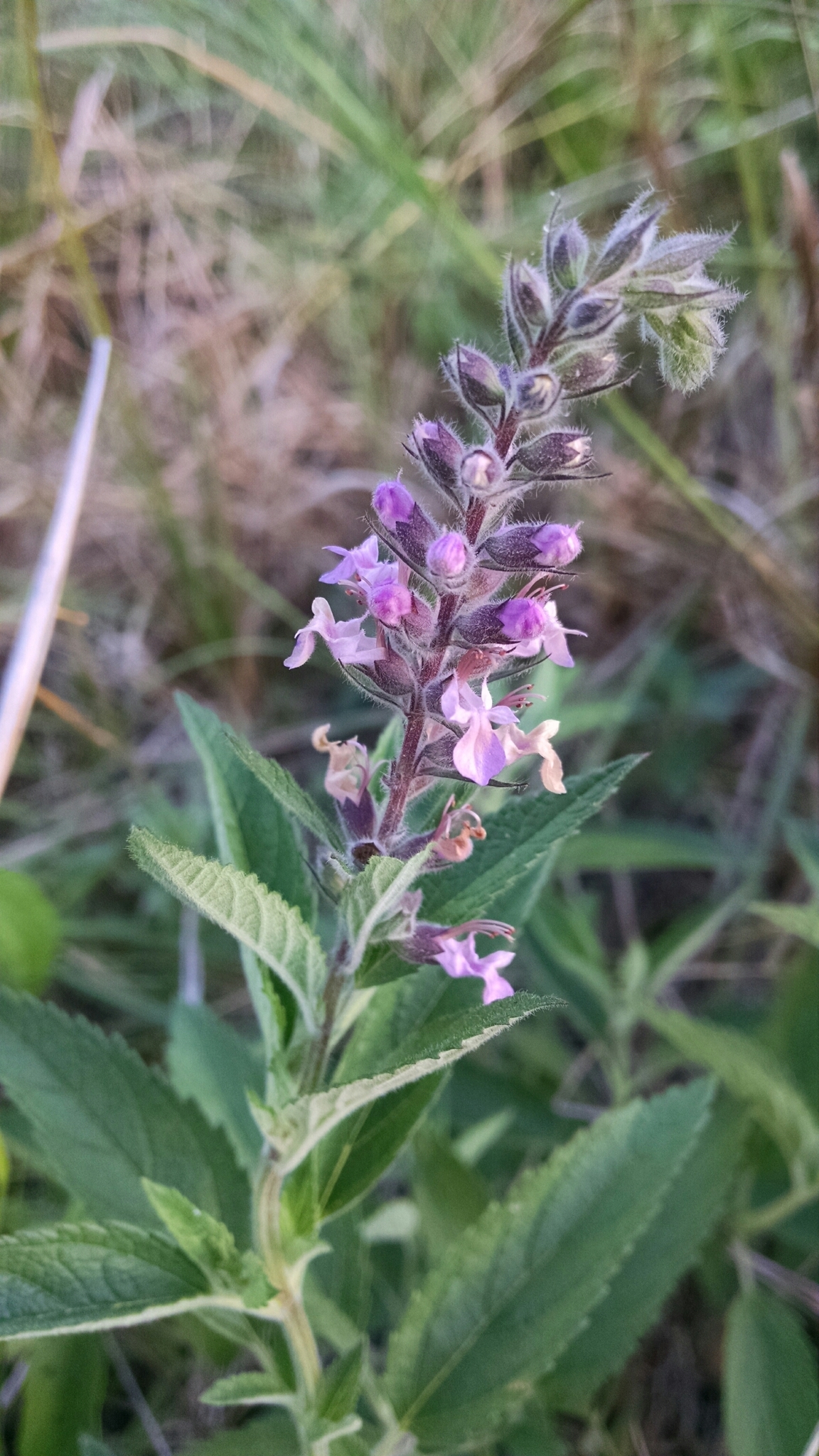 Teucrium canadense var. occidentale