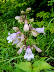 Penstemon