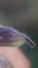 Teucrium canadense occidentale