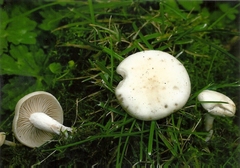 Calocybe