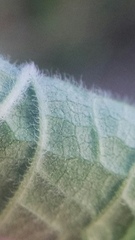 Teucrium canadense occidentale